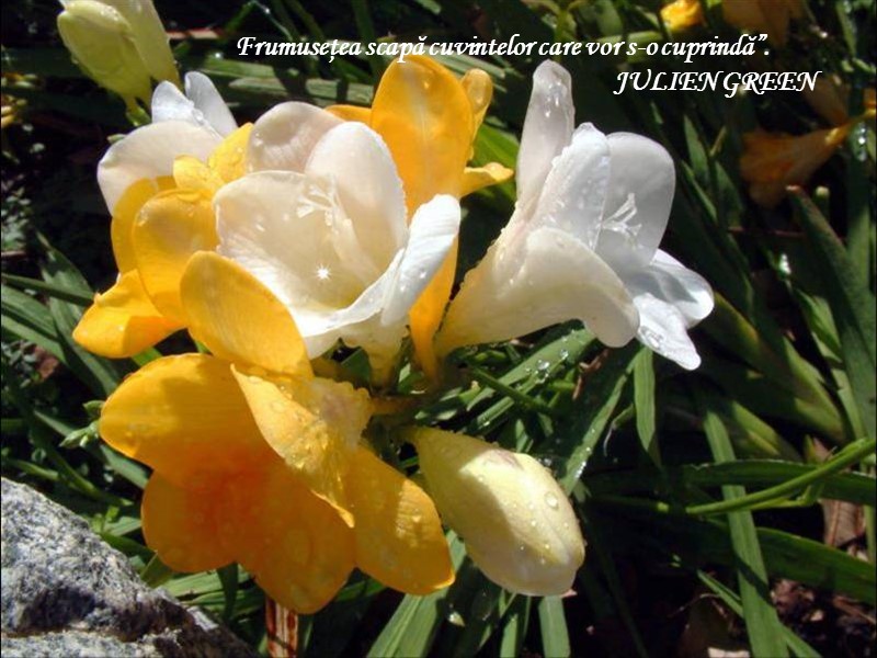 “ Frumuseţea scapă cuvintelor care vor s-o cuprindă”.      